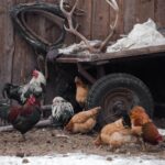 rural henhouse with chickens and deer horns